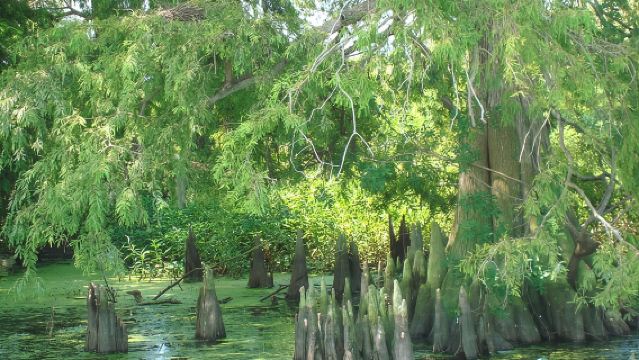 ทัวร์เรือแอร์โบตในเอเวอร์เกลดส์ 90 นาที ใกล้เมืองออร์ลันโด รัฐฟลอริดา