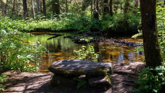 Ketchikan: Old-Growth Creek Trek Guided Tour