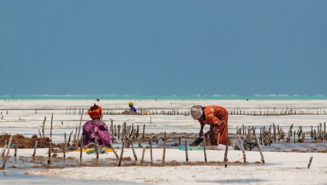 Zanzibar Seaweed Farming Experience and Kuza Cave Tour