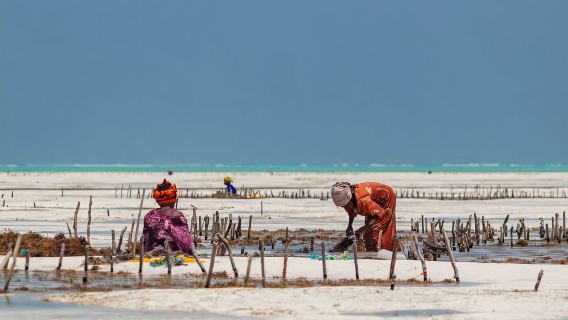 Zanzibar: Experiência de Cultivo de Algas Marinhas e Passeio pela Caverna Kuza