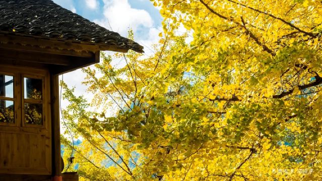 【小團/私家團】海洋銀杏+大桐木灣+大塘邊村+大圩古鎮一日遊