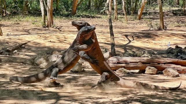 印尼科莫多島出海一日遊粉紅沙灘科莫多龍帕達爾島魔鬼魚大蜥蜴
