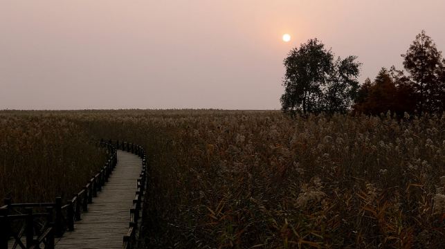 上海崇明島一日遊【獨立包團自然景點可選擇/品農家樂/民俗活動】