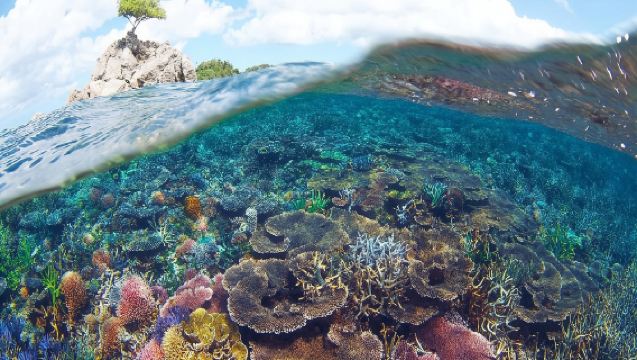 Turtle Island - Full-Day Tour