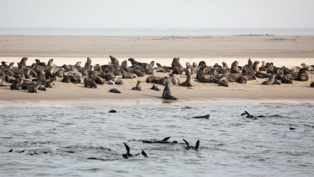 Croisière avec dauphins et phoques