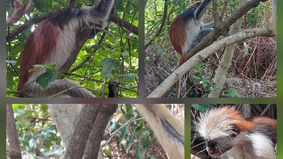 Zanzibar: Jozani Forest, Red Colobus Monkey, Sea Turtle Swim