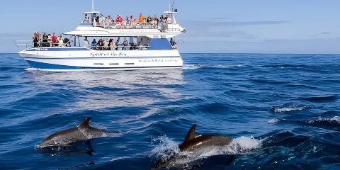 大加那利島波多黎各海豚與鯨魚郵輪之旅