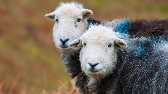 Ten Lakes Spectacular Tour from Windermere