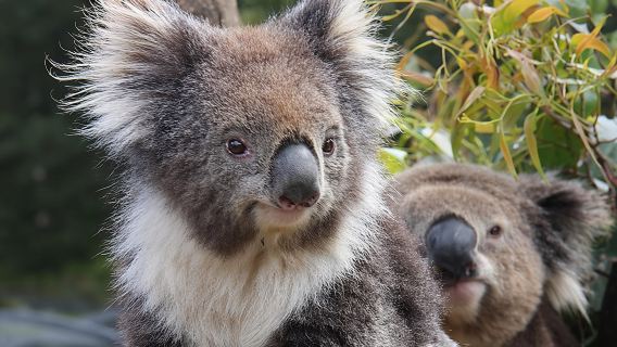 Kuranda Koala Gardens and Birdworld Admission Tickets