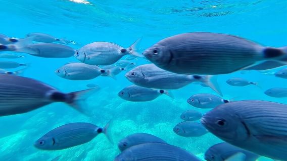 Explore Cap Norfeu and the Secret Cave: An Underwater World