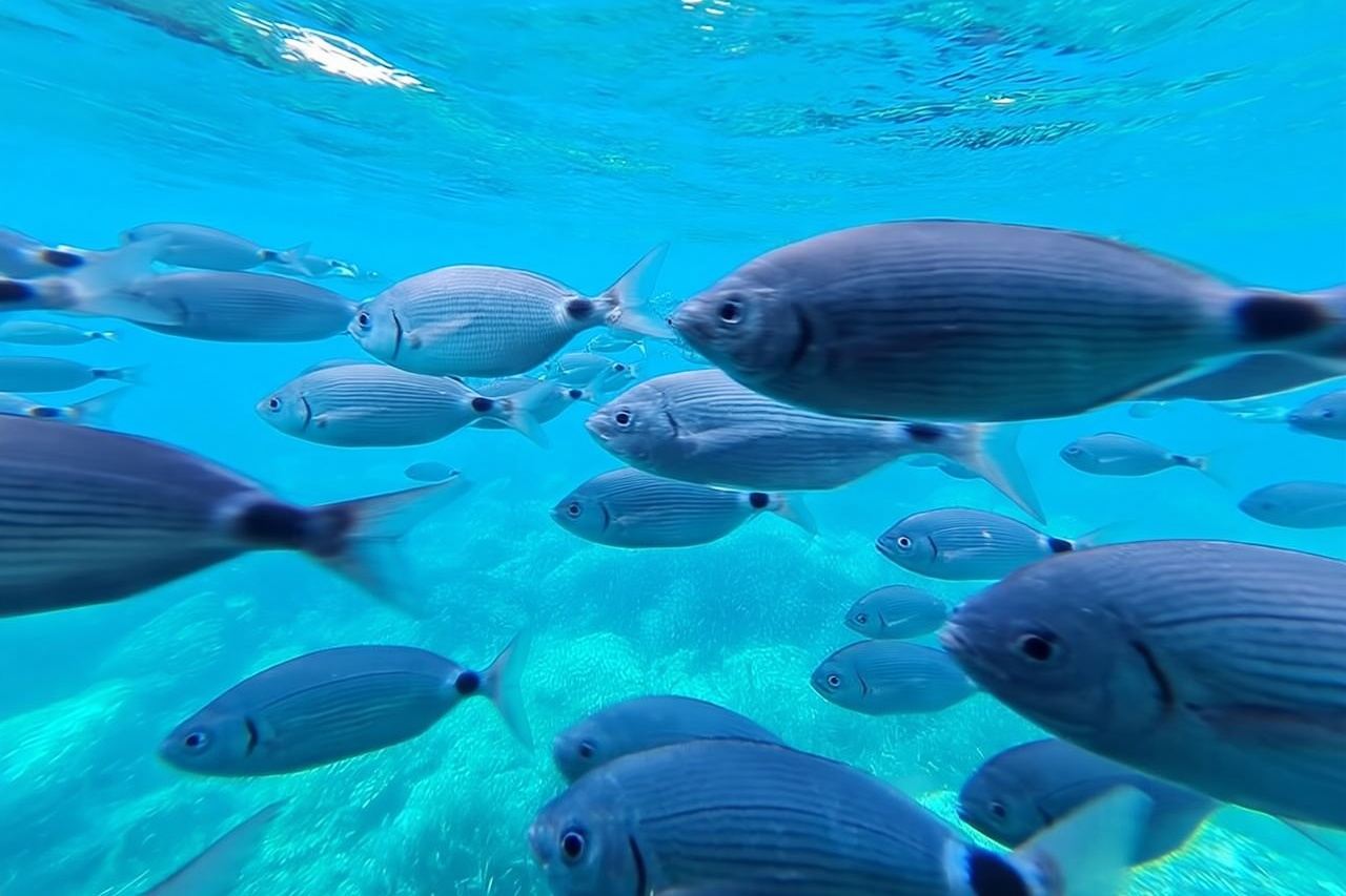 Esplora Cap Norfeu e la Grotta Segreta: un mondo sottomarino