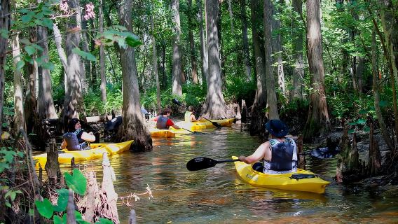 Cypress Forest: Guided Nature Kayak Eco-Tour