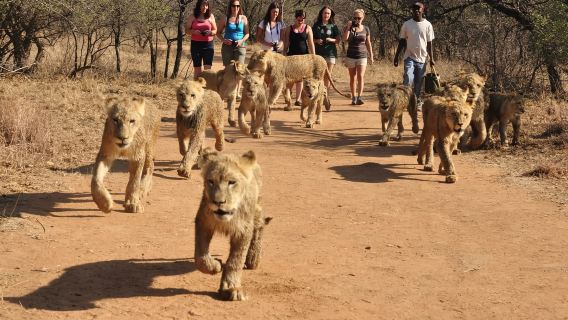 Ukutula Löwenpark: Halbtagestour mit Löwenjungen.