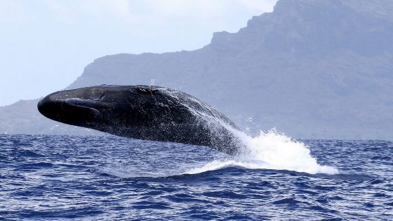 скоростной катер/моторная лодка на Маврикии: тур по наблюдению за китами | Небольшая группа из 8 человек