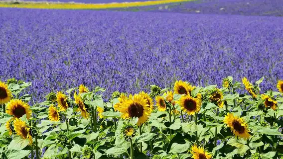 Gorges du Verdon Shared Tour from Nice