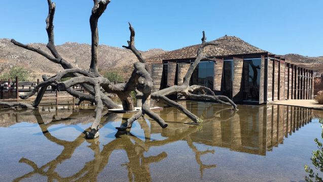 8 Hour Private Tour in the Guadalupe Valley 1-4 Passengers