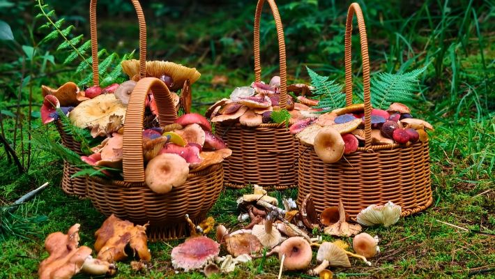 西雙版納採菌子摘野果挖野菜+輕徒步+哈尼族文化+告莊一日遊