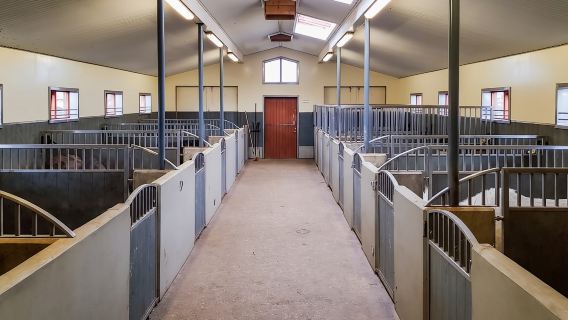 Reykjavik: Red Lava Horse Riding Tour