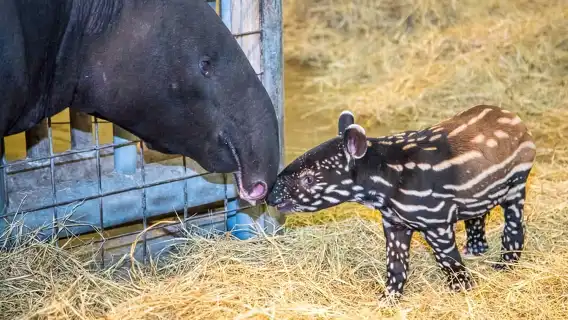 Tampa: ZooQuarium- ZooTampa & Florida Aquarium Combo Ticket