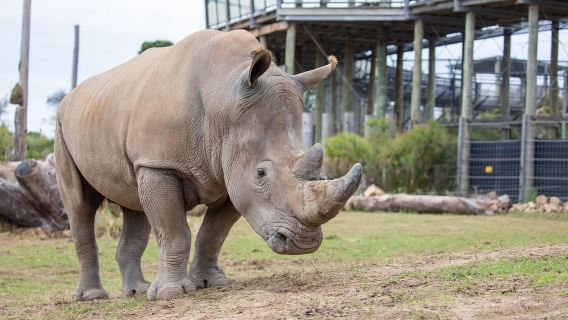 Eintrittskarte für den Sydney Zoo