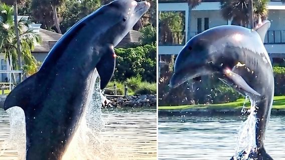 Двухчасовой круиз с дельфинами и ламантинами. Мелисса, Коко-Бич, 10:30 или 13:00.