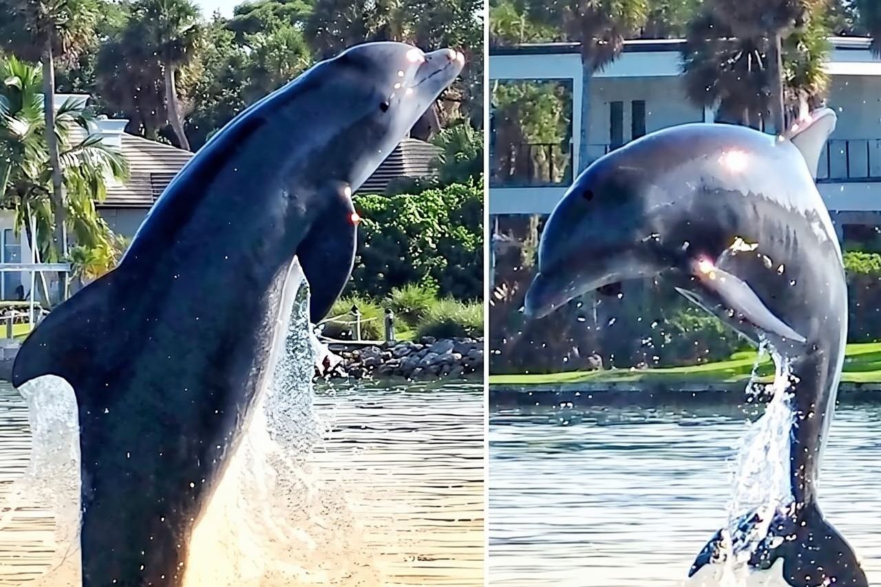 2 Hr Dolphin & Manatee Cruise . Mel. Cocoa Beach.1030 am