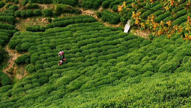 Hangzhou Meijiawu Half-Day Tea Farmer Experience | Tea Picking + Tea Roasting + Tea Tasting