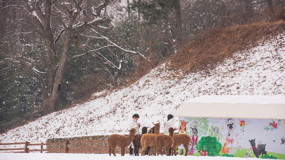 Gyeonggi Province|1-day tour to Gangchon Rail Park + Alpaca World
