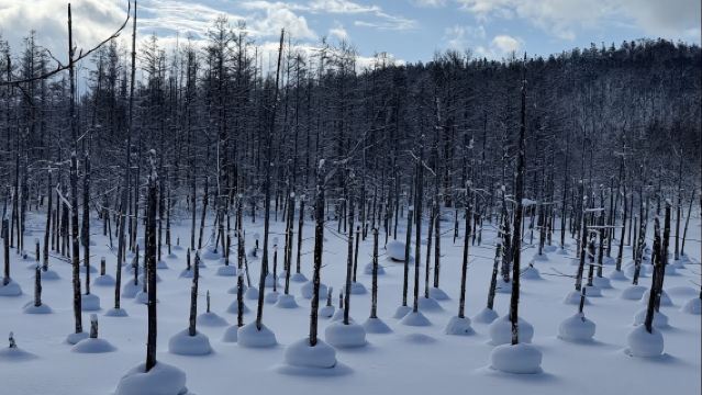 日本北海道札幌-四季彩之丘-青池可定制【中文專車-悅享旅途】