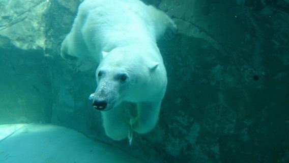 Hokkaido Tagesausflug | [Asahikawa Zoo + Biei Weihnachtsbaum + Elfenterrasse-Beleuchtung]