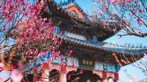 Traduction/Guide touristique/Accompagnement local à Nanjing, Jiangsu | Chinois | Anglais | Russe | Français | Langues rares | Services de commentaire des sites touristiques, traduction sur place, accompagnement avec commentaire, etc.