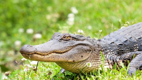 Jelajah New Orleans Paya dan Bayou Alligator
