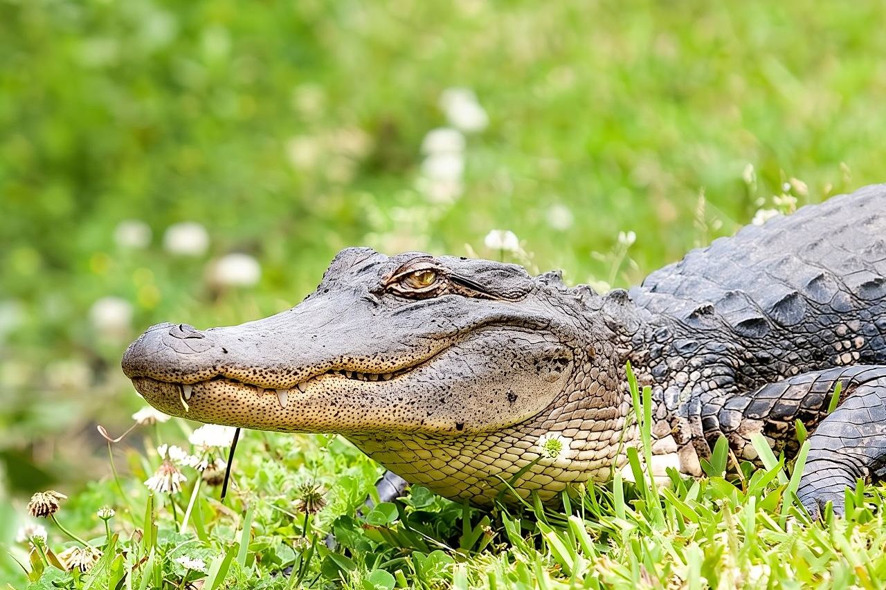 Tour alla scoperta degli alligatori nelle paludi e nei bayou di New Orleans