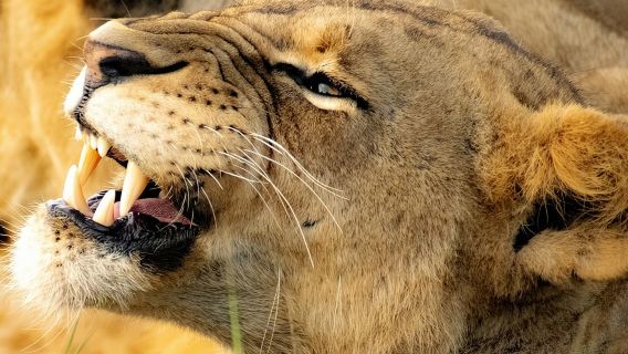 Memandu Permainan Awal Pagi atau Petang Taman Negara Nairobi