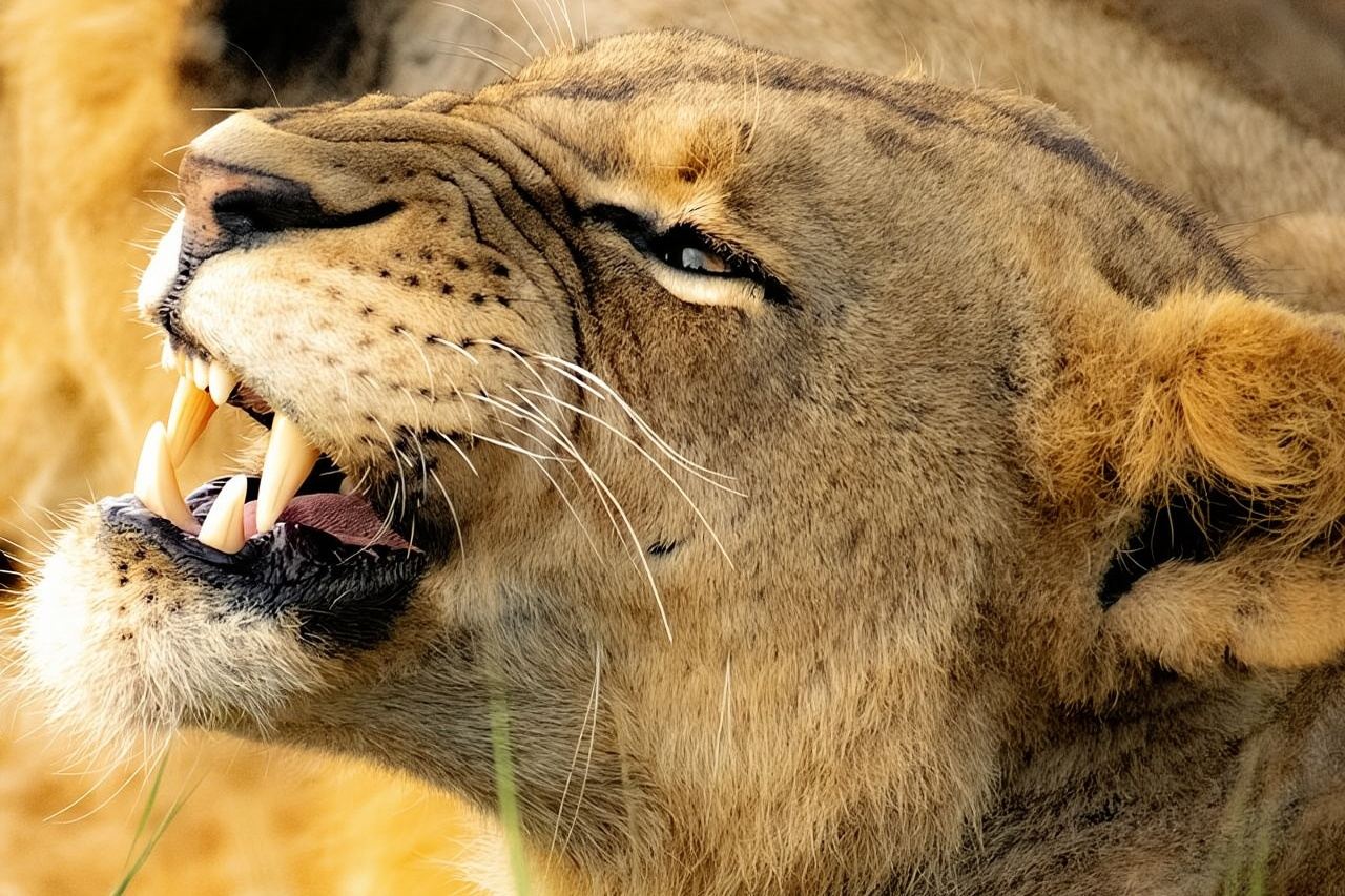 Сафари в Национальном парке Найроби рано утром или днем