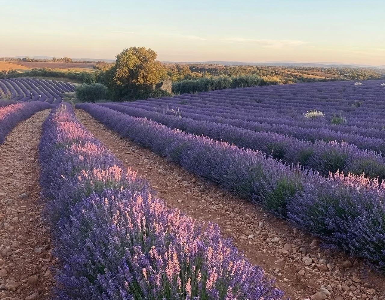索村+塞南克修道院+瓦朗索爾：薰衣草深度遊，涵蓋三大熱門景點