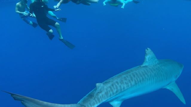 Cage-Free Shark Swim from Oahu