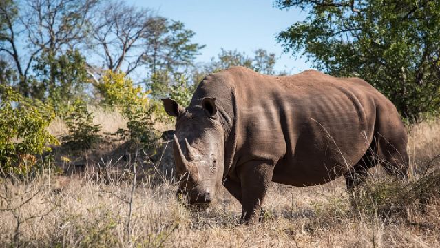 Game drive in the Mosi Oa Tunya National Park - Livingstone