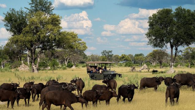 Chobe National Park Small Group Day Safari from Victoria Falls