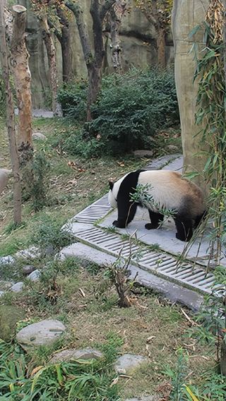 Chengdu Dujiangyan + Panda Valley 1-day private tour