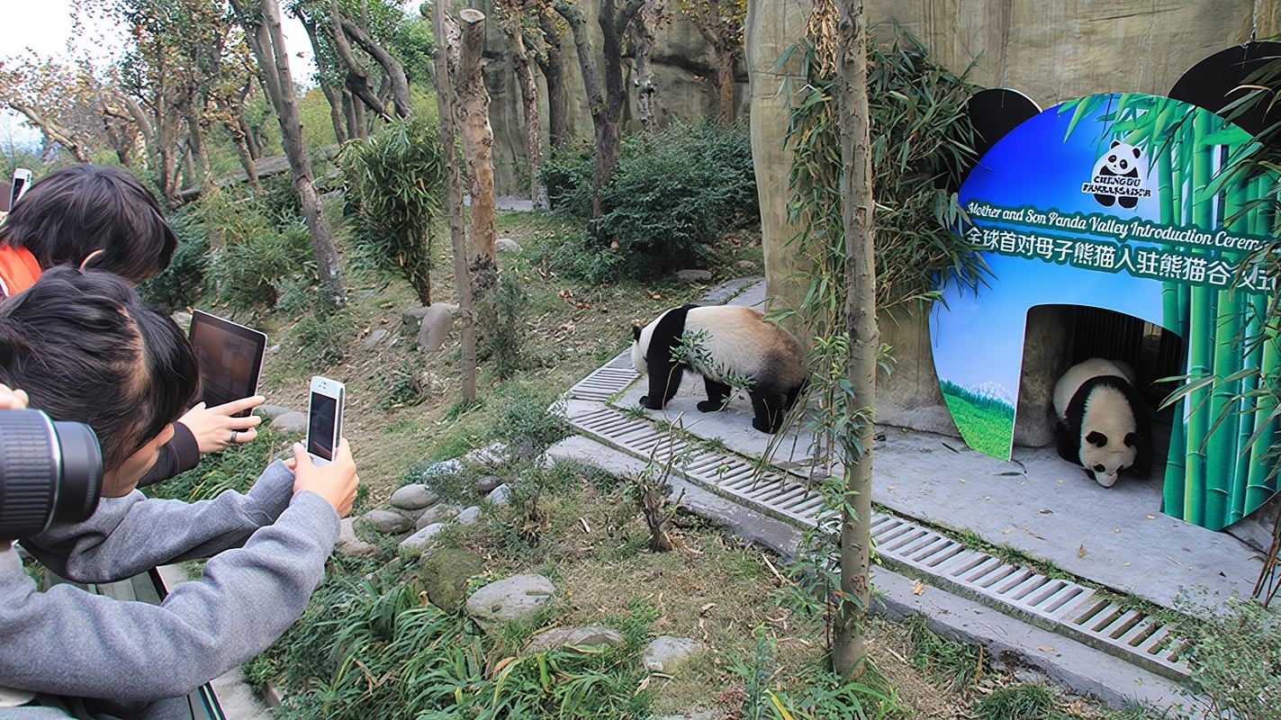 Dujiangyan + Panda Valley private day tour