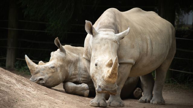 Hamilton Gardens + Hamilton Zoo + New Zealand private charter service|Chinese-speaking driver and guide