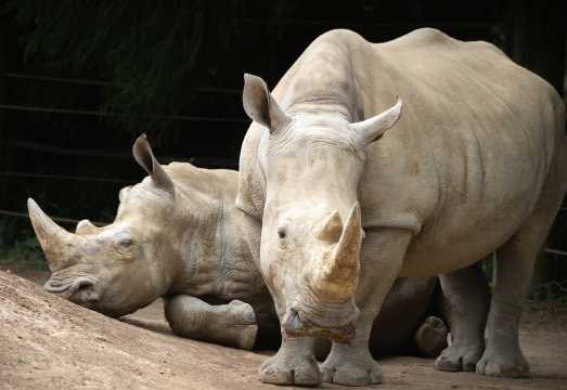 Hamilton Gardens + Hamilton Zoo + New Zealand private charter service|Chinese-speaking driver and guide