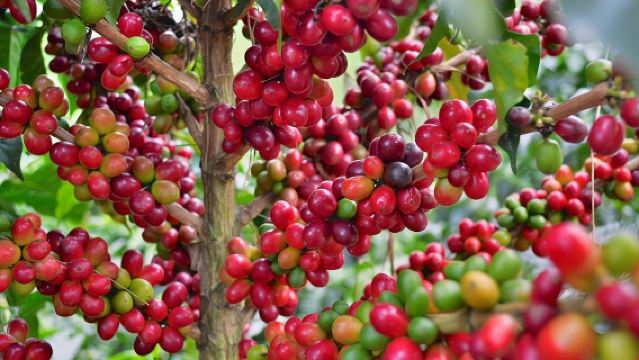 Coffee Tour at the Finca del Café