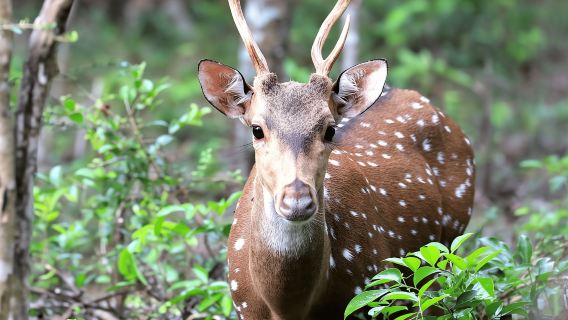 From Colombo: Wilpattu National Park Safari