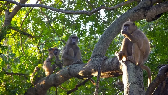 Rừng Kakamega: Chuyến đi ngắm chim 3 đêm từ Nairobi