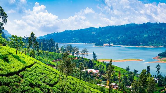 Nuwara Eliya to Kandy: Transfer with Waterfall & Tea Tour