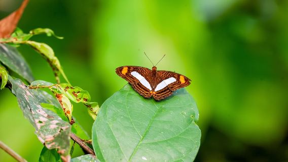 Iquitos: 6-Hour Amazon River Tour w/ Belén & Butterfly Farm