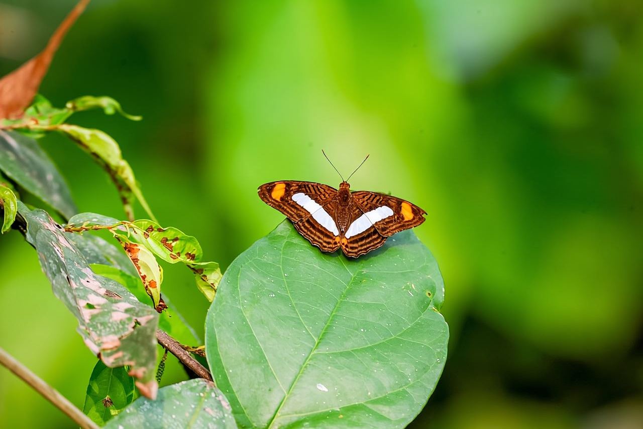 Iquitos: 6-Hour Amazon River Tour w/ Belén & Butterfly Farm