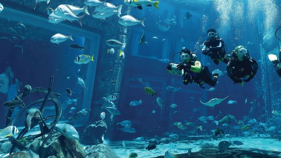 두바이: 로스트 월드 아쿠아리움 아틀란티스 다이빙 체험